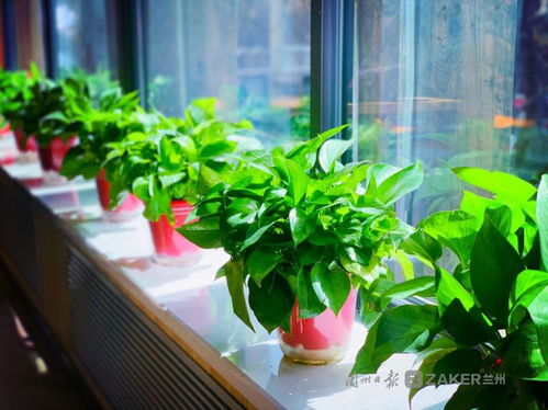 蘭州復(fù)工復(fù)產(chǎn)進(jìn)行時(shí),與你在浪漫的社區(qū)書(shū)店邂逅